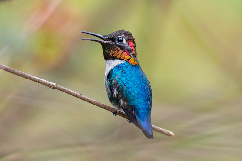 Hummingbird, Bee hummingbird, Mellisuga helenae,